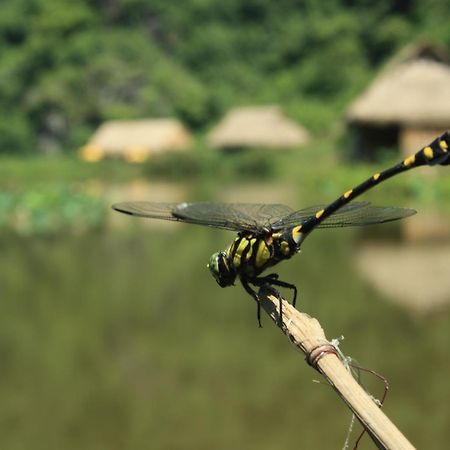Ninh Binh Valley Homestay Екстериор снимка